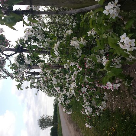 B&B Aan De Limes In Maurik المظهر الخارجي الصورة